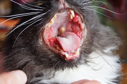 Опухла десна у кошки около зуба что делать