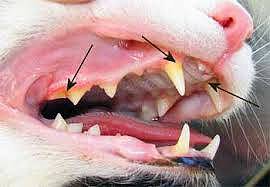 Что если кошка проглотила молочный зуб