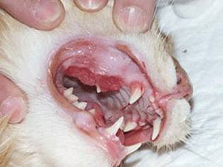 Злокачественные опухоли ротовой полости у собак и кошек - статьи о ветеринарии «Свой Доктор»