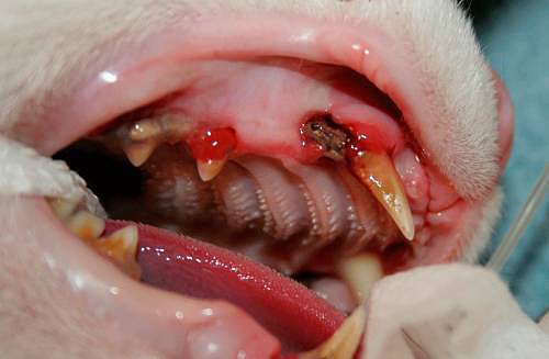 Санация полости рта у животных