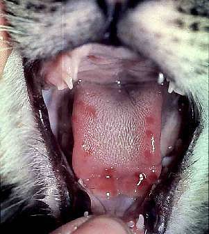 Опухла нижняя губа у кошки.